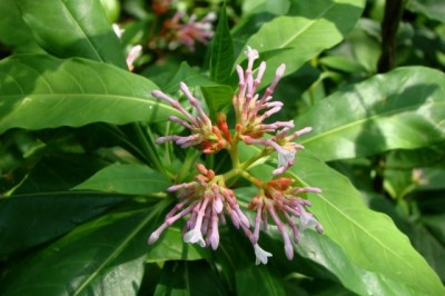 Cây dược liệu cây Ba gạc Ấn Độ thuộc -Rauvolfia serpentina (L) Benth ex Kurz