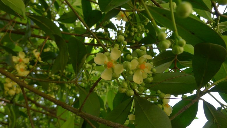 Cây dược liệu cây Bứa, Bứa lá tròn dài - Garcinia oblongifolia Champ. ex Benth