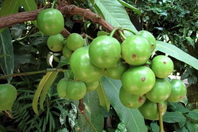 Cây dược liệu cây Bứa mủ vàng - Garcinia xanthochymus Hook. f. ex J. Anderson