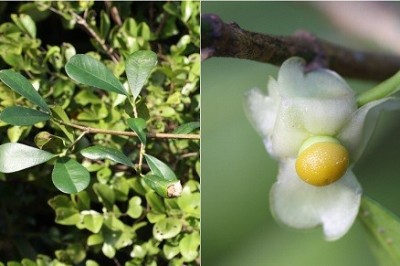 Cây dược liệu cây Bứa mọi - Garcinia harmandii Pierre
