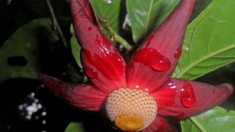 Cây dược liệu cây Bù dẻ, Bù dẻ hoa đỏ, Bồ quả hoe, Dây dũ dẻ - Uvaria rufa Blume