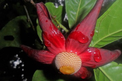 Cây dược liệu cây Bù dẻ, Bù dẻ hoa đỏ, Bồ quả hoe, Dây dũ dẻ - Uvaria rufa Blume