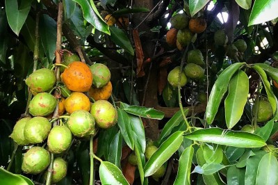 Cây dược liệu cây Bứa nhà - Garcinia cochinchinensis (Lour.) Choisy