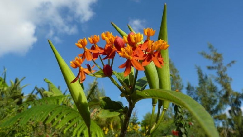 Cây dược liệu cây Bông tai. Ngô thì - Asclepias curussavica L