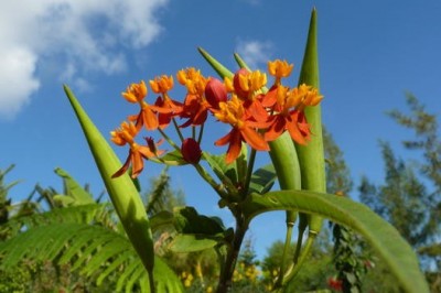 Cây dược liệu cây Bông tai. Ngô thì - Asclepias curussavica L