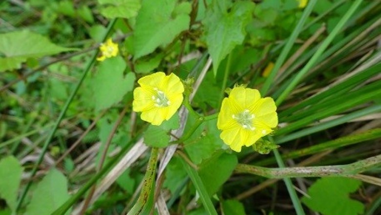 Cây dược liệu cây Bìm bìm vàng - Merremia hederacea (Burm f.,) Hall. f (Evolvulus hederaceus Burm f.)