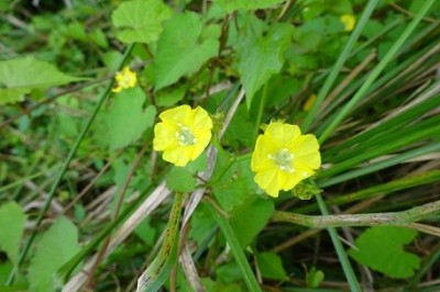 Cây dược liệu cây Bìm bìm vàng - Merremia hederacea (Burm f.,) Hall. f (Evolvulus hederaceus Burm f.)