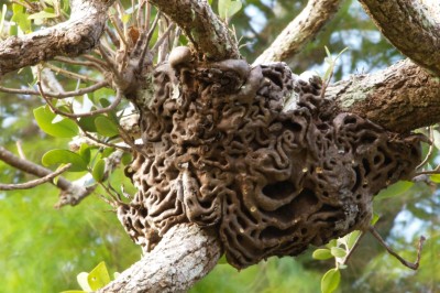 Cây dược liệu cây Bí kỳ nam. Trái bí kỳ nam, Kỳ nam kiến - Hydnophytum formicarum Jack