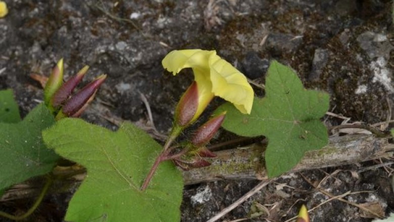 Cây dược liệu cây Bìm bìm lá nho - Merremia vitifolia (Burm, .f) Hall f