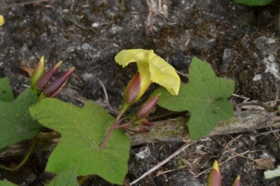 Cây dược liệu cây Bìm bìm lá nho - Merremia vitifolia (Burm, .f) Hall f