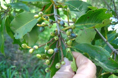 Cây dược liệu cây Bời lời nhớt, Bời lời dầu - Litsea glutinosa (Lour.) C.B. Rob