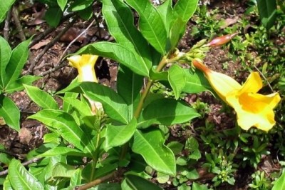 Cây dược liệu cây Bông vàng lá hẹp, Huỳnh anh lá hẹp - Allamanda neriifolia Hook