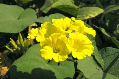 Cây dược liệu cây Bìm bìm, Bìm bìm đất - Merremia bimbim (Gagnep.) van Ooststr. (lpomoea bimbim Gagnep.)