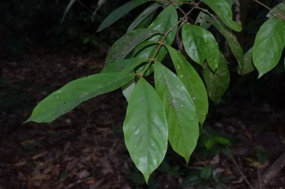 Cây dược liệu cây Bời lời thon - Litsea lancifolia (Roxb. ex Nees). Hook, f