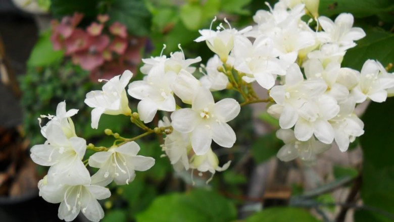 Cây dược liệu cây Bìm bìm núi, Rạng leo - Porana volubilis Burm f