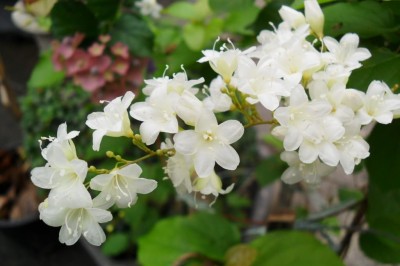 Cây dược liệu cây Bìm bìm núi, Rạng leo - Porana volubilis Burm f