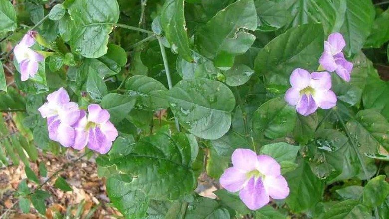 Cây dược liệu cây Biến hoa sông Hằng, Thập vạn thác - Asystasia gangetica (L.) T. Anderson (A.conromandeliana Nees)