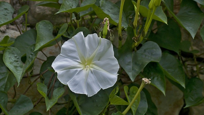 Cây dược liệu cây Bìm bìm trắng, Bìm bìm gai - Calonyction aculeatum (L.) House