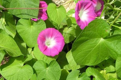 Cây dược liệu cây Bìm bìm tía - Ipomoea purpurea (L.) Roth. (Pharbitis purpurea (L.) Voight.)