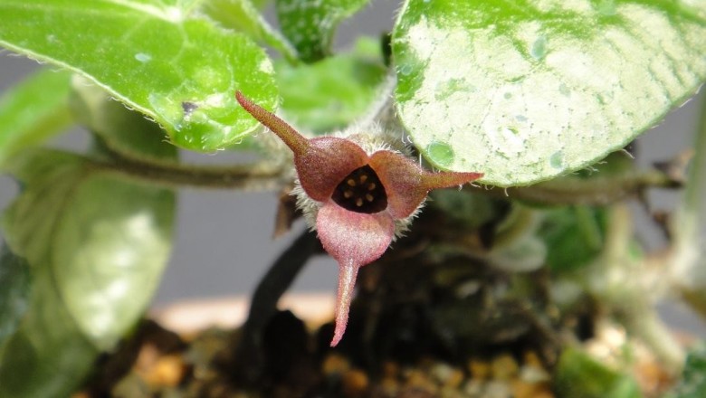 Cây dược liệu cây Biến hoá, Quan chi - Asarum caudigerum Hance