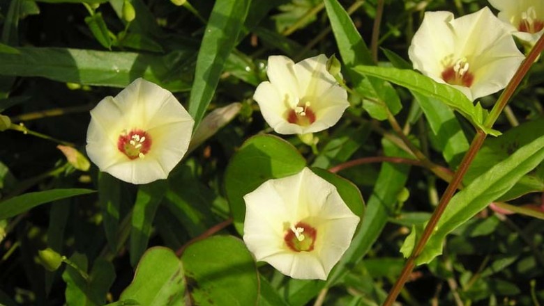 Cây dược liệu cây Bìm bìm ba răng hay Dây lưỡi đòng - Xenostegia tridentata (L.) D.F. Austin et Staples (Merremia trilentata (L.) Hall.f.)