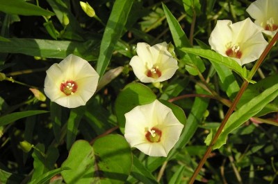 Cây dược liệu cây Bìm bìm ba răng hay Dây lưỡi đòng - Xenostegia tridentata (L.) D.F. Austin et Staples (Merremia trilentata (L.) Hall.f.)