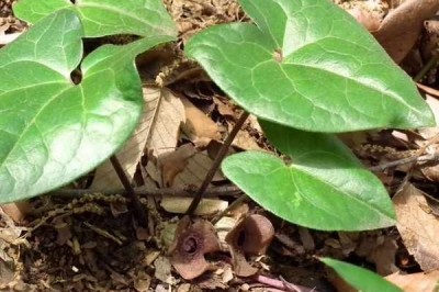 Cây dược liệu cây Biến hoá Blume, Thổ tế tân - Asarum blumei Duch