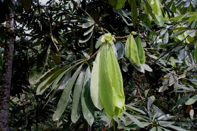 Cây dược liệu cây Bộp xoan ngược - Actinodaphne obovala (Nees) Blume