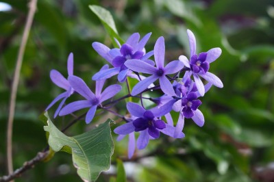 Cây dược liệu cây Bông xanh - Petrea volubilis jacq