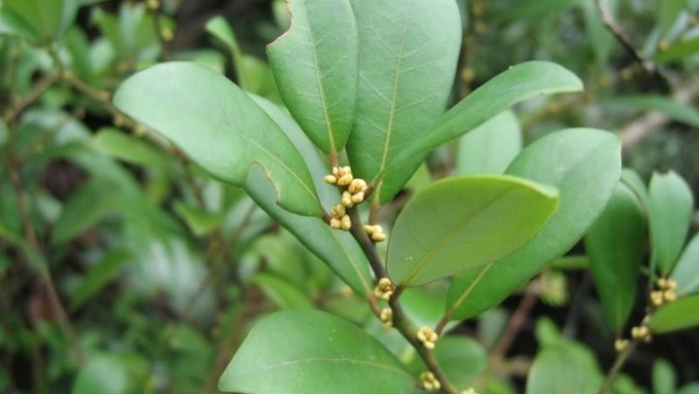 Cây dược liệu cây Bời lời lá tròn - Litsea rotundifolia (Wall. ex Nees) Hemsl. var. oblongifolia (Nees) Allen (Actinodaphne chinensis (Bl.) Nees)