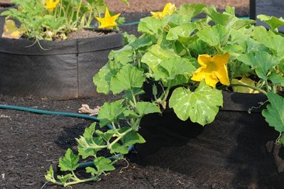 Cây dược liệu cây Bí thơm, Bí ngô - Cucurbita moschata (Duch. ex Lam.) Duch ex Poir