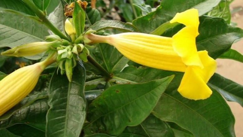 Cây dược liệu cây Bông vàng, Dây huỳnh, Huỳnh anh - Allamanda cathartica L