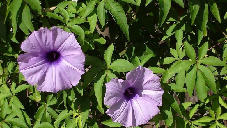 Cây dược liệu cây Bìm bìm cảnh - Ipomoea cairica (L.) Sweet
