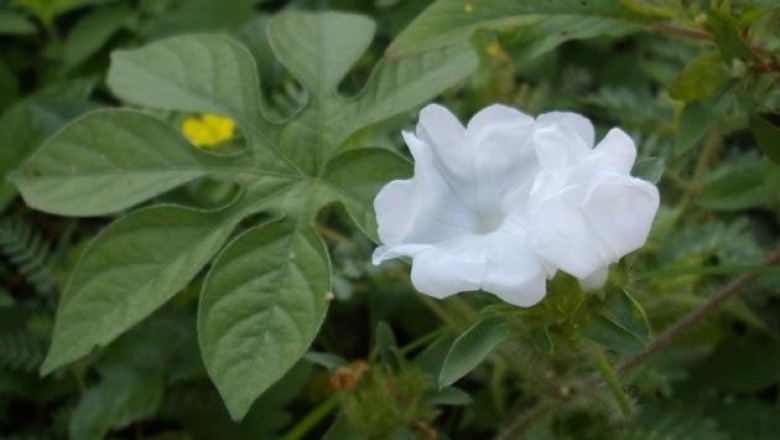 Cây dược liệu cây Bìm bìm chân cọp hay Cây chân chó - Ipomoea pes-tigridis L