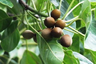 Cây dược liệu cây Bàng hôi, Bàng nước, Nhứt - Terminalia bellirica (Gacrtn.) Roxb