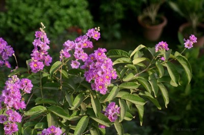 Cây dược liệu cây Bằng lăng ổi, Bằng lăng cườm hay Thao lao - Lagerstroemia calyculata Kurz