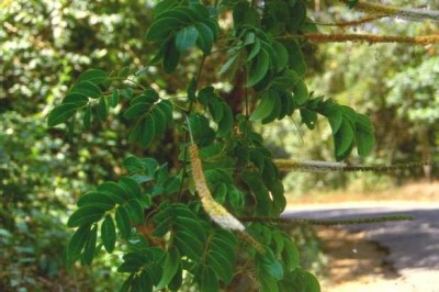 Cây dược liệu cây Bàm bàm nam hay Dây tràm - Entada pursaetha DC