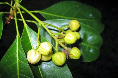 Cây dược liệu cây Bí bái, Bái Bái - Acronychia pedunculata (L.) Miq. (A.laurifolia Blune)