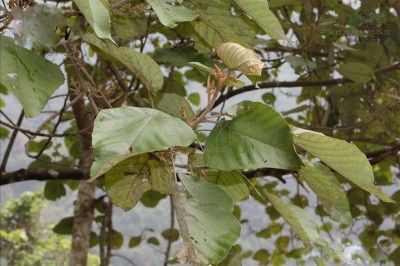 Cây dược liệu cây Ba soi. Lá nến, Bụp bụp - Macaranga denticulata (Blume) Muell-Arg