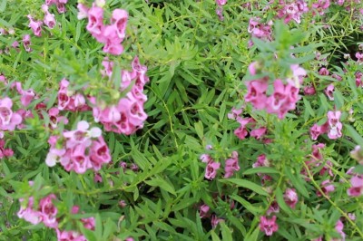 Cây dược liệu cây Bâng khuâng, Lưu ly, Ngọc hân - Angelonia goyazensis Benth