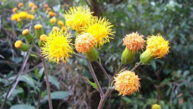 Cây dược liệu cây Bầu đất dại, Kim thất giả, Thổ tam thất, Ngải rít - Gynura pseudocchina (L.) DC