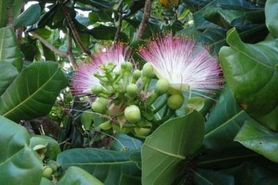 Cây dược liệu cây Bàng bí, Chiếc bàng - Barringtonia asiatica (L.) Kurz