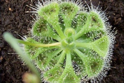Cây dược liệu cây Bắt ruồi, Bèo đất, Cỏ trói gà - Drosera burmanni Vahl