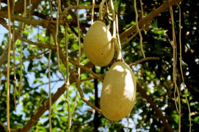 Cây dược liệu cây Bí đặc, Xúc xích, Cây đồi - Kigelia africana (Lam.) Benth (K. pinnata (Jacq) DC)