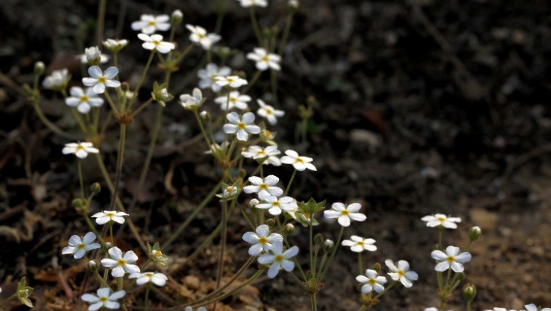 Cây dược liệu cây Báo xuân hoa, Cây điểm địa - Androsace umbellata (Lour.) Merr