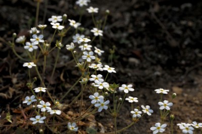 Cây dược liệu cây Báo xuân hoa, Cây điểm địa - Androsace umbellata (Lour.) Merr