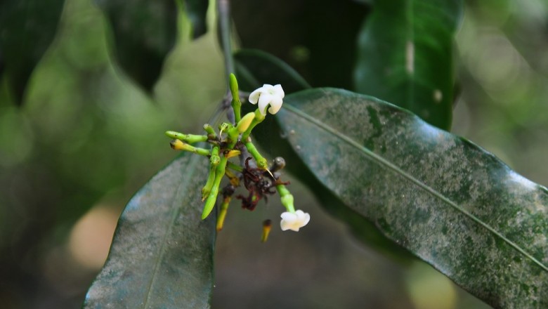 Cây dược liệu cây Bên bai - Hunteria zeylanica (Retz.) Cardner ex Thw. (II. corymbosa Roxb.)