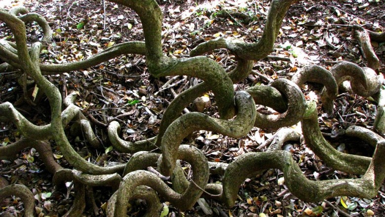 Cây dược liệu cây Bàm bàm, Ðậu dẹt - Entada phaseoloides (L.) Merr