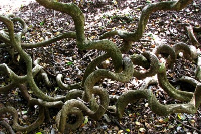 Cây dược liệu cây Bàm bàm, Ðậu dẹt - Entada phaseoloides (L.) Merr