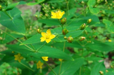 Cây dược liệu cây Ban lá dính, Lưu ký nô -Hypericum sampsonii Hance